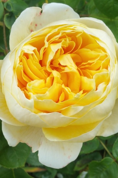 English rose on the trunk (yellow)